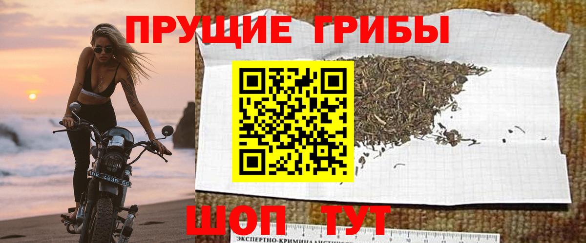 Псилоцибиновые грибы мицелий  где найти наркотики  Нарткала  Вход с VPN 
